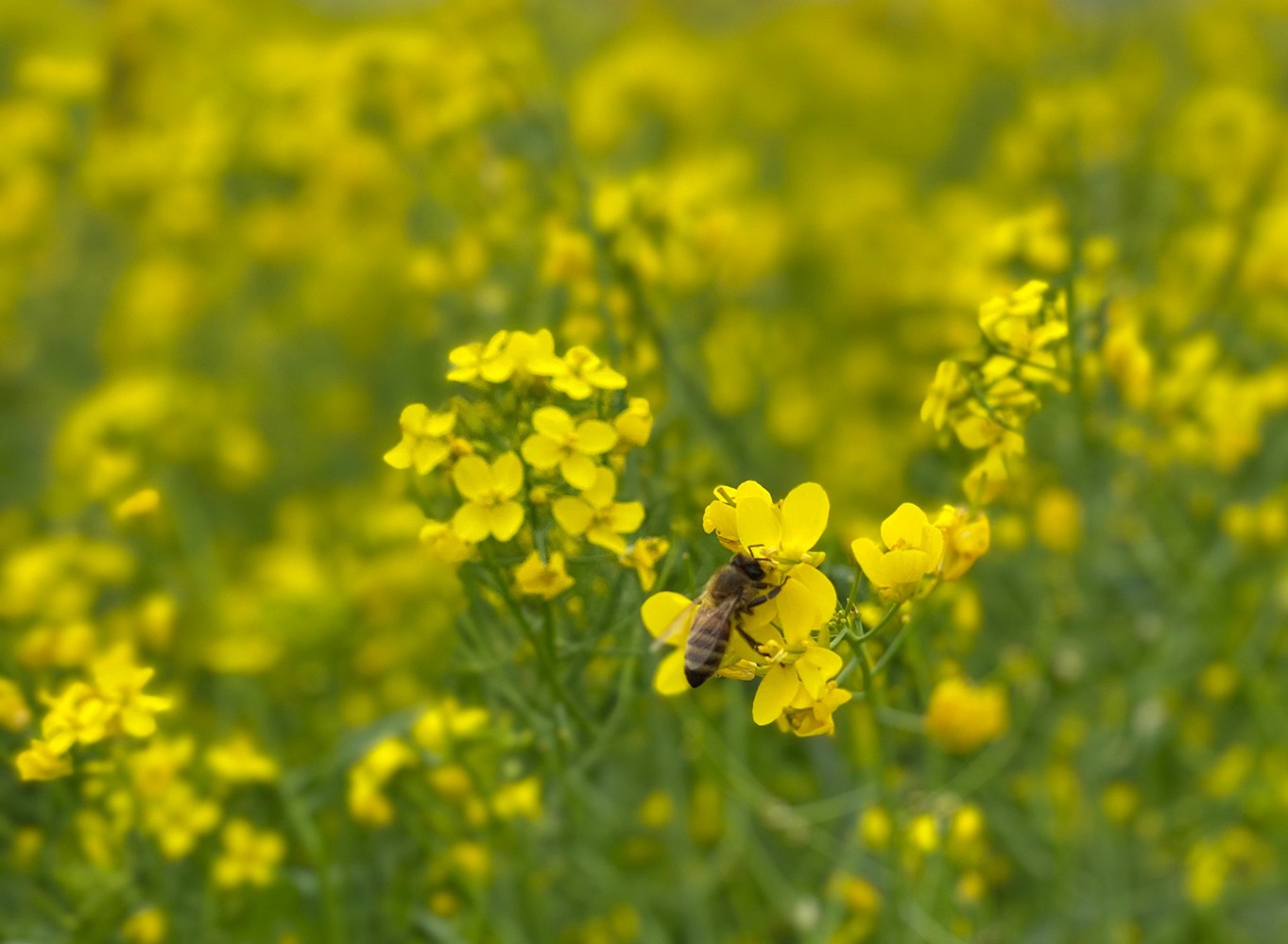 bee on mustard flower