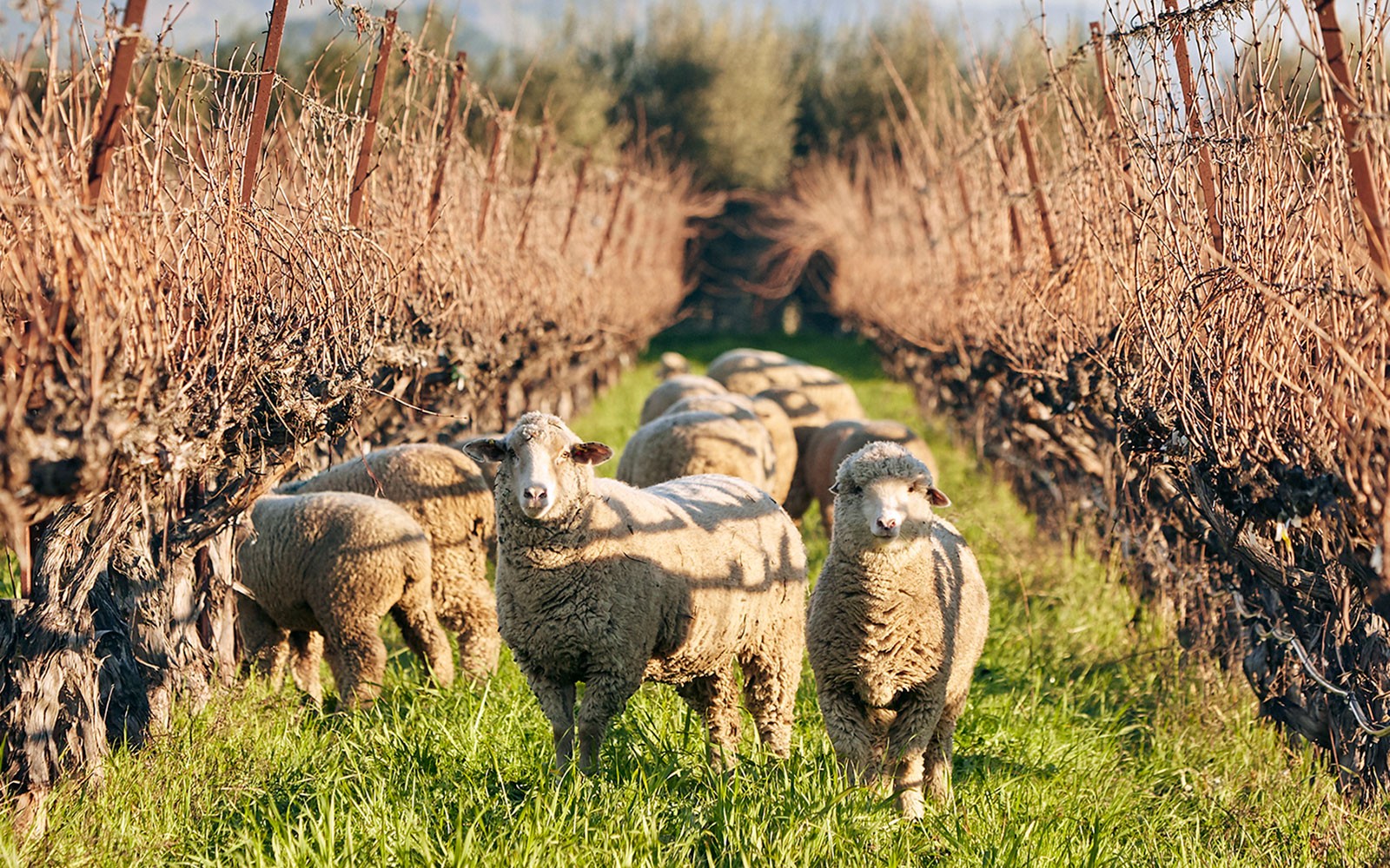 Sheep in the vineyards