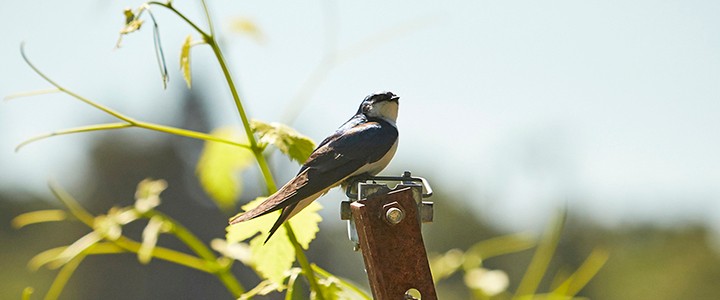 //Header Image Alt Mobile//