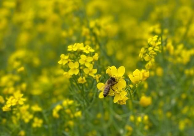 Bees image
