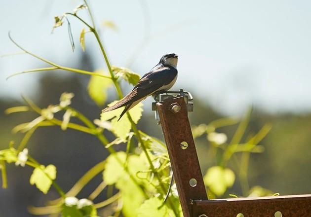 Birds image